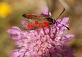 Zygaena loti